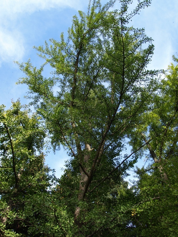 Ginkgo in Berlin